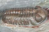 Prone Austerops Trilobite Fossil - Jorf, Morocco #363126-1